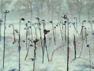 Schilderij  isabella werkhoven zonnebloemen in de sneeuw