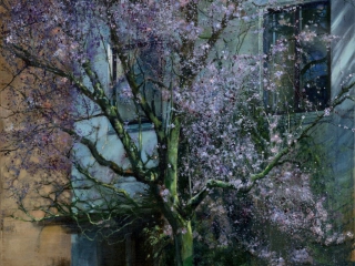 Schilderij isabella werkhoven  bloesem boom bij avond