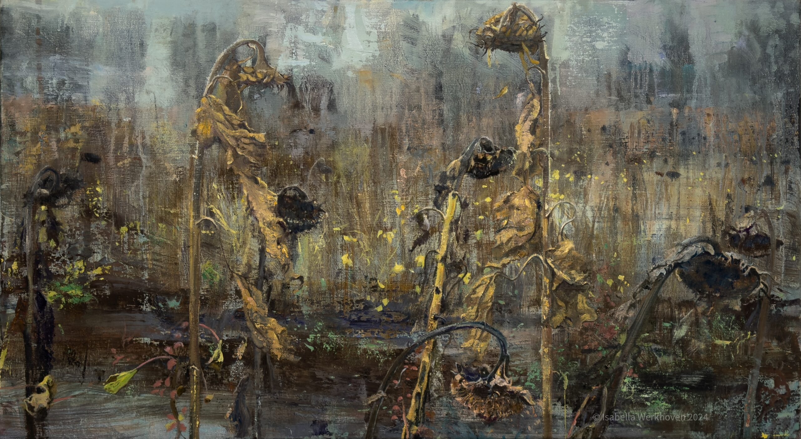 Painting of overblown sunflowers in a field by Isabella Werkhoven in 2024 on view at the exhibit Sunflowers for Van Gogh in the Vincent Van Gogh House museum Zundert 2024/2025